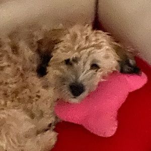 Meet your Posher, Ali